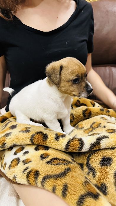 Цуценята Джек Рассел