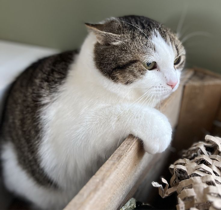 Cudowna kotka Malinka szuka domku