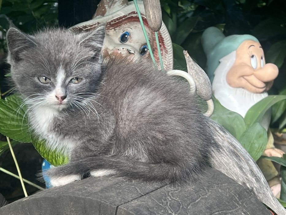 Кошеня в добрі руки   СРОЧНО