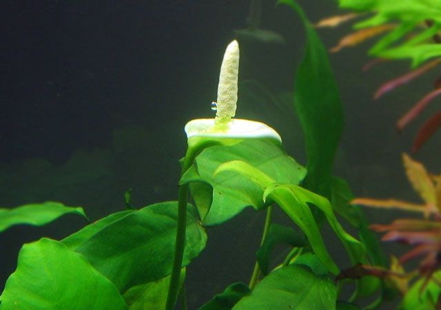 Anubias Nana Anubias