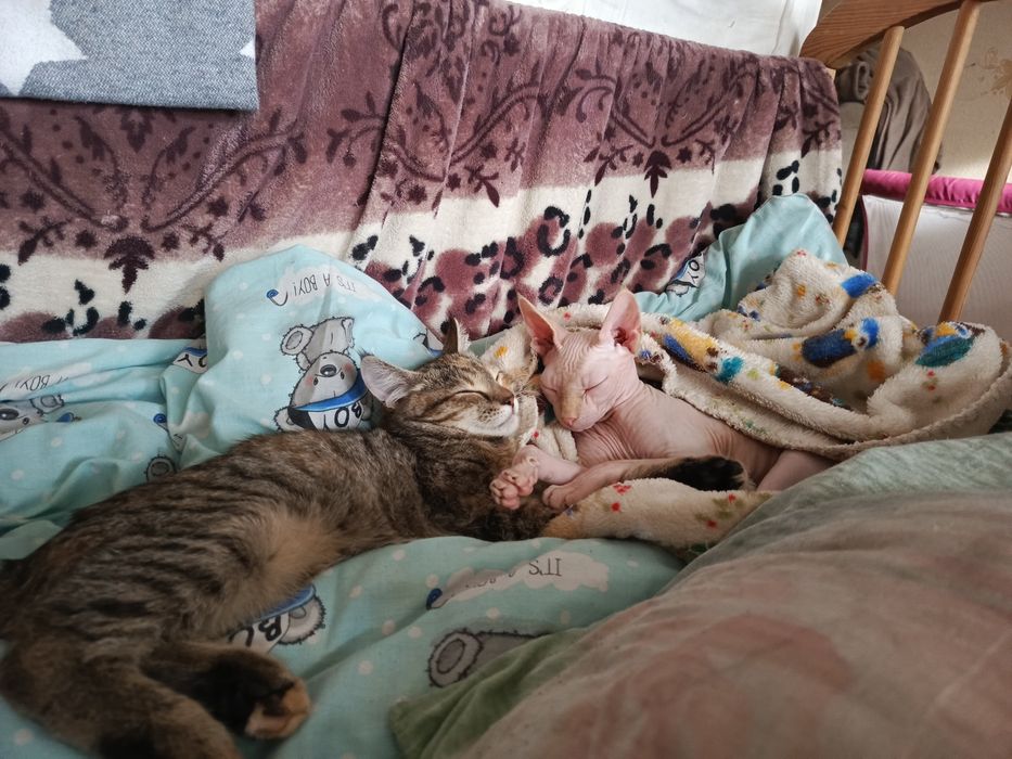 Девочка сфинкс ищет жениха