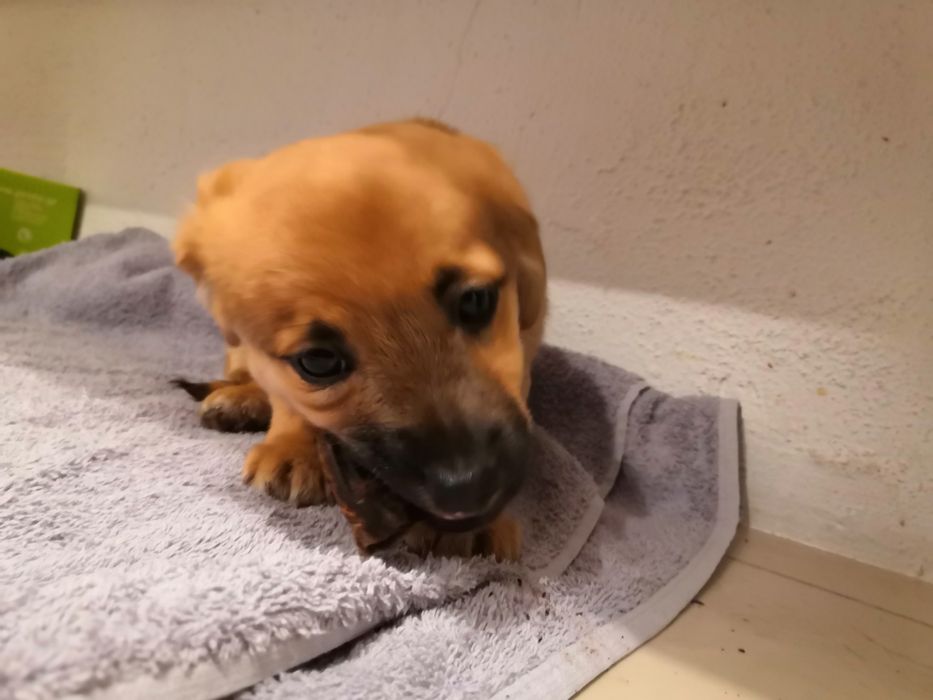 Malutki szczeniak szuka domu, suczka