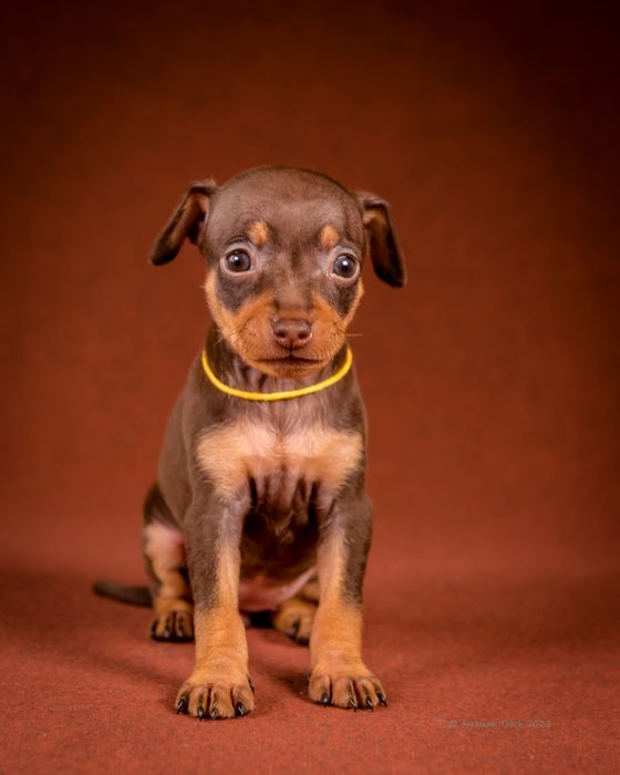 Цуценя празького крисаря