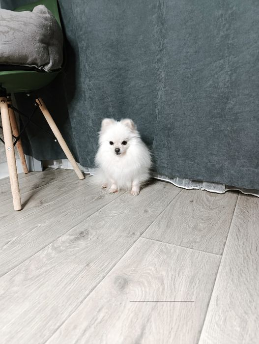 Гарна дівчинка померанський шпіц