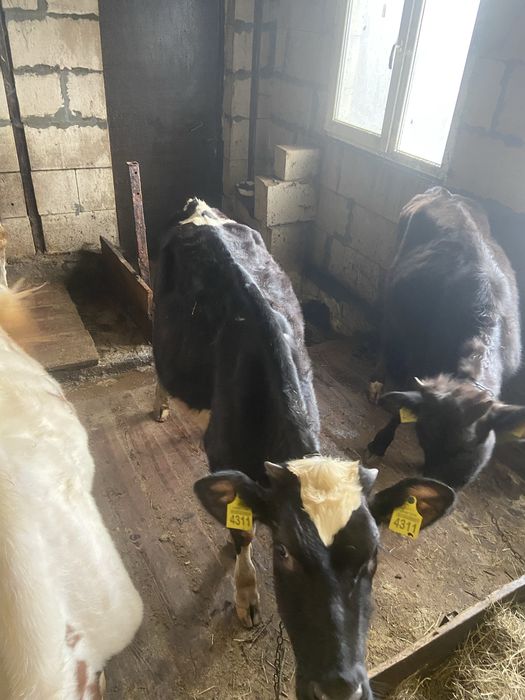 Продам дві телички, корівки