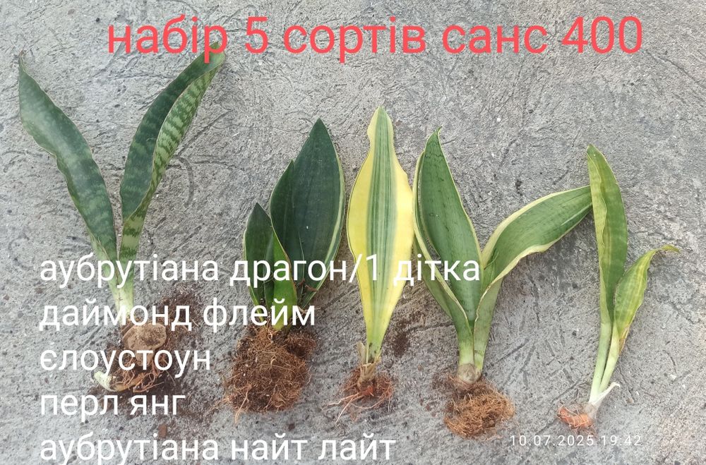 Сансевієрії, набори по бюджетній ціні