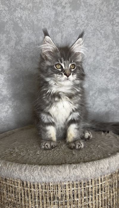 Хлопчик мейн-кун блакитний мармур на сріблі