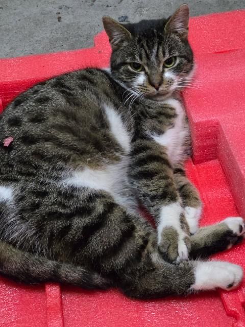 11-miesięczny kocurek kocur szuka domu