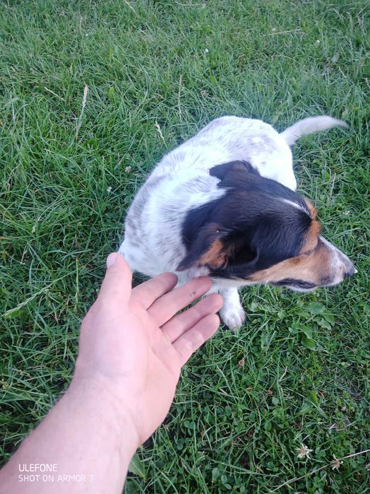 Odam suczke za darmo