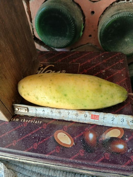 Plantas de Maracujá Azul « Passiflora » Híbrido .