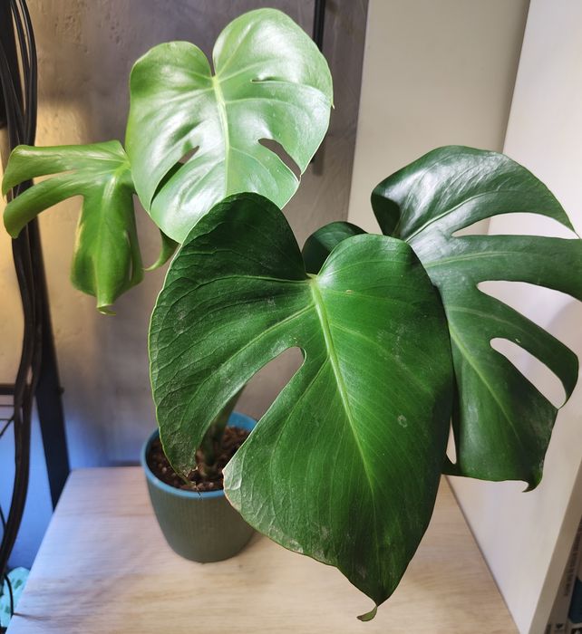 Monstera deliciosa