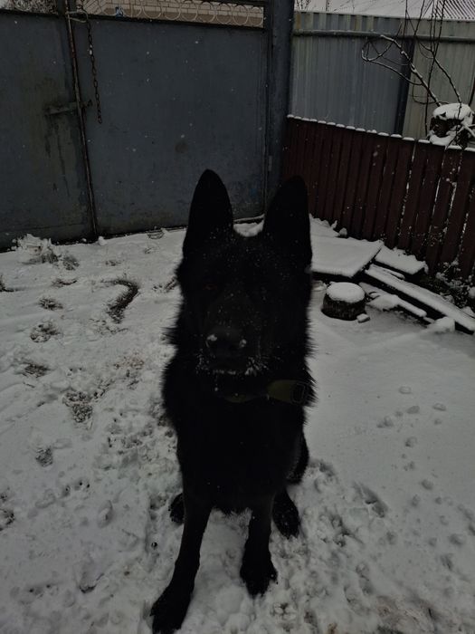 В'язка Кобель вівчарка