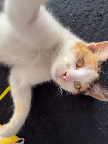 Kot kotek kotka do adopcji