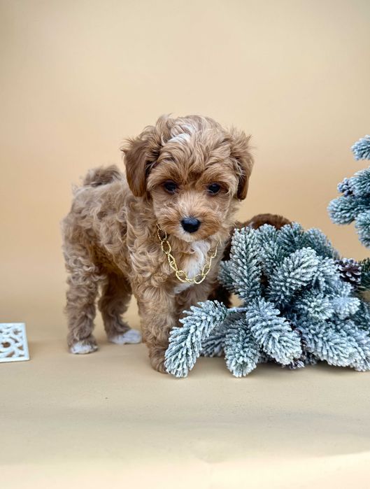 Мальтіпу хлопчик, золотий окрас