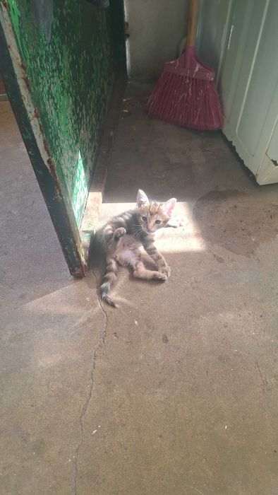 Doa se gatinha  pelagem tartaruga