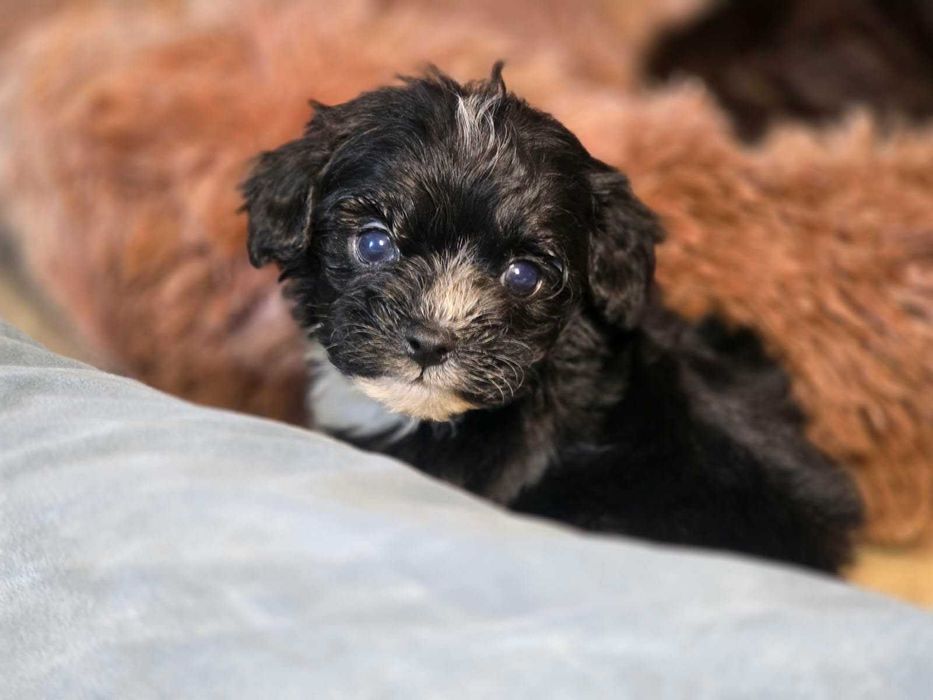 Maltipoo czarny chłopiec hybryda maltańczyk pudel toy