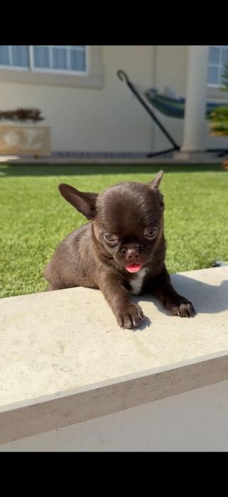 Chihuahua macho..