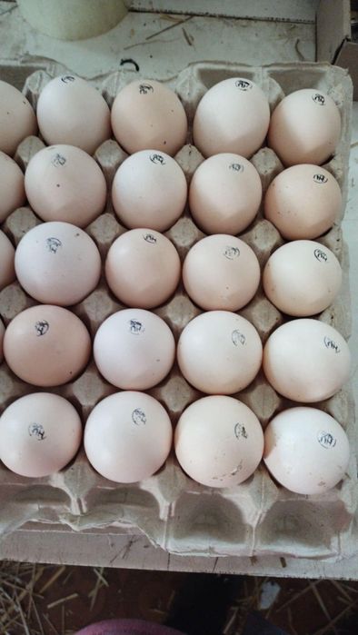 інкубаційне яйце з Європи та України