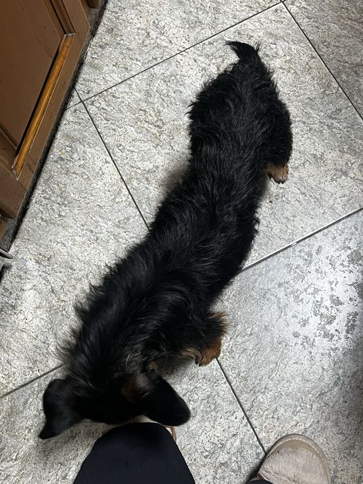 Cadelinha para adoção