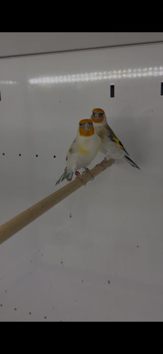 Casais Pintassilgo Major