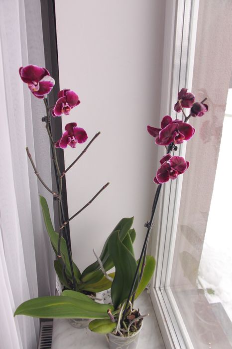 Орхідея фаленопсис 2 шт