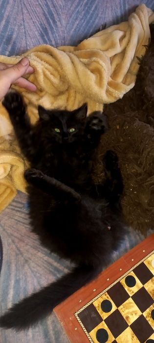 Зникли домашні  кошенята (вік ~5міс.)