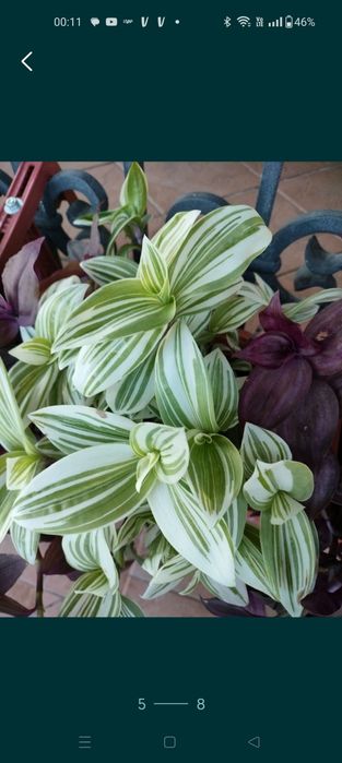 Trzykrotki callisie zebriny