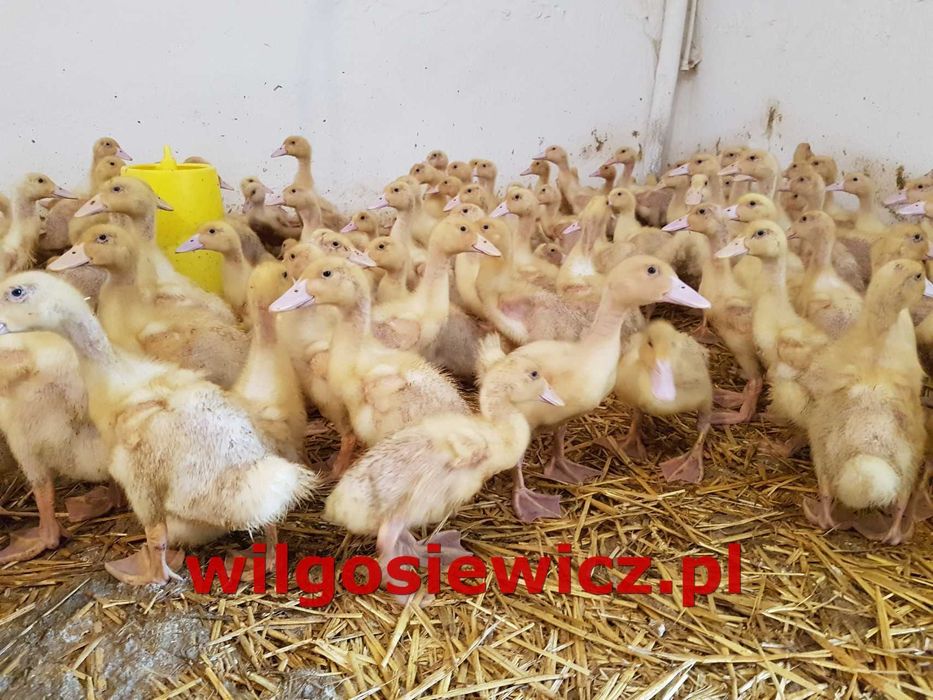 Kaczka piskle pekin dowóz gratis