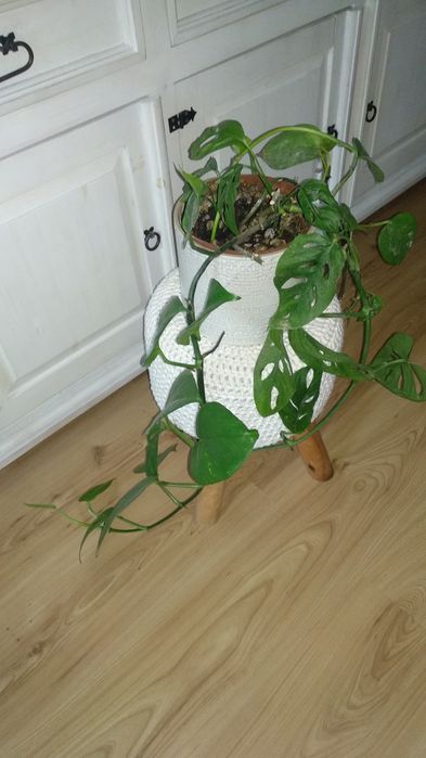Monstera Monkey Mask