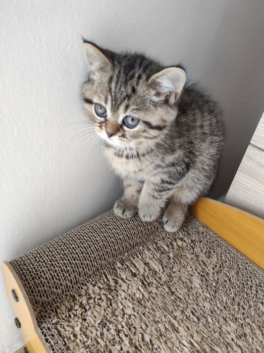 Шотландский котёнок мальчик