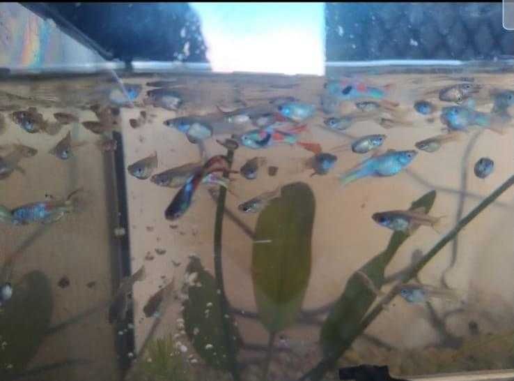 Guppys endler fêmeas adultas