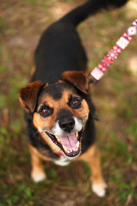 Маленькі врятовані песики з Мирнограда!