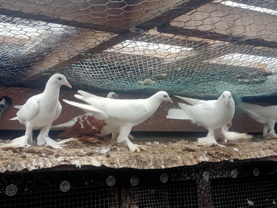 Gołębie bociany biale