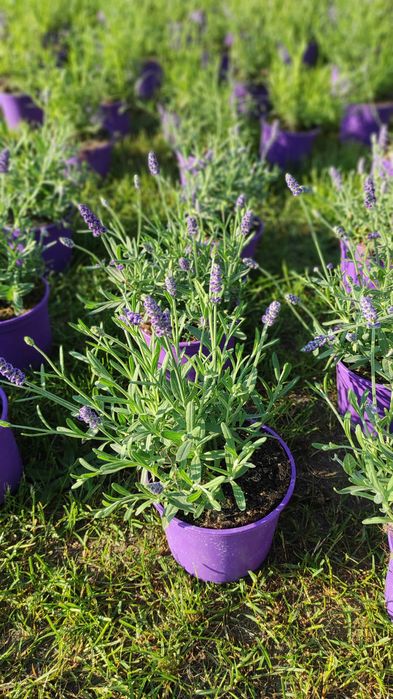 Lawenda.Sadzonki Lawendy