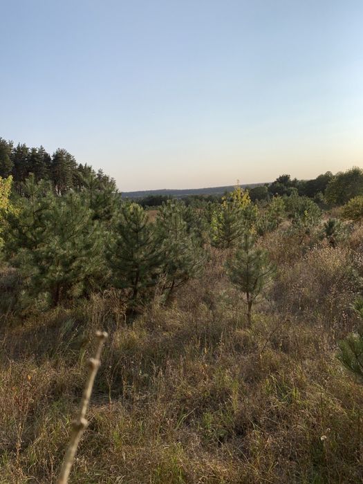 Участок 2га Харьковская область, Коробов Хутор