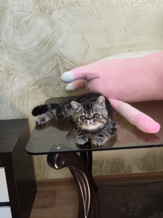 Хлопчик екзотичний