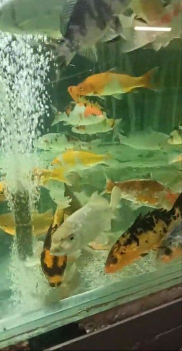 Ставкова риба, карпи кої