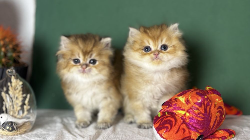 Котики золотої шиншили