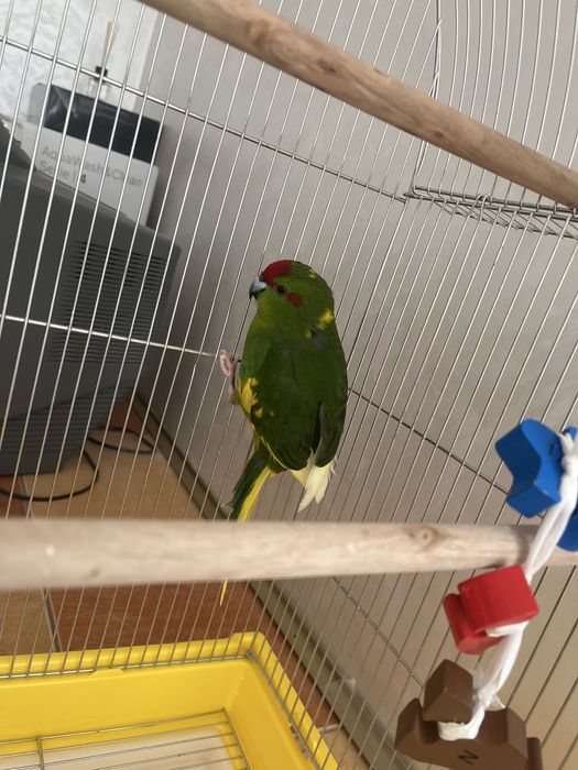 Клітка для папугая какарика