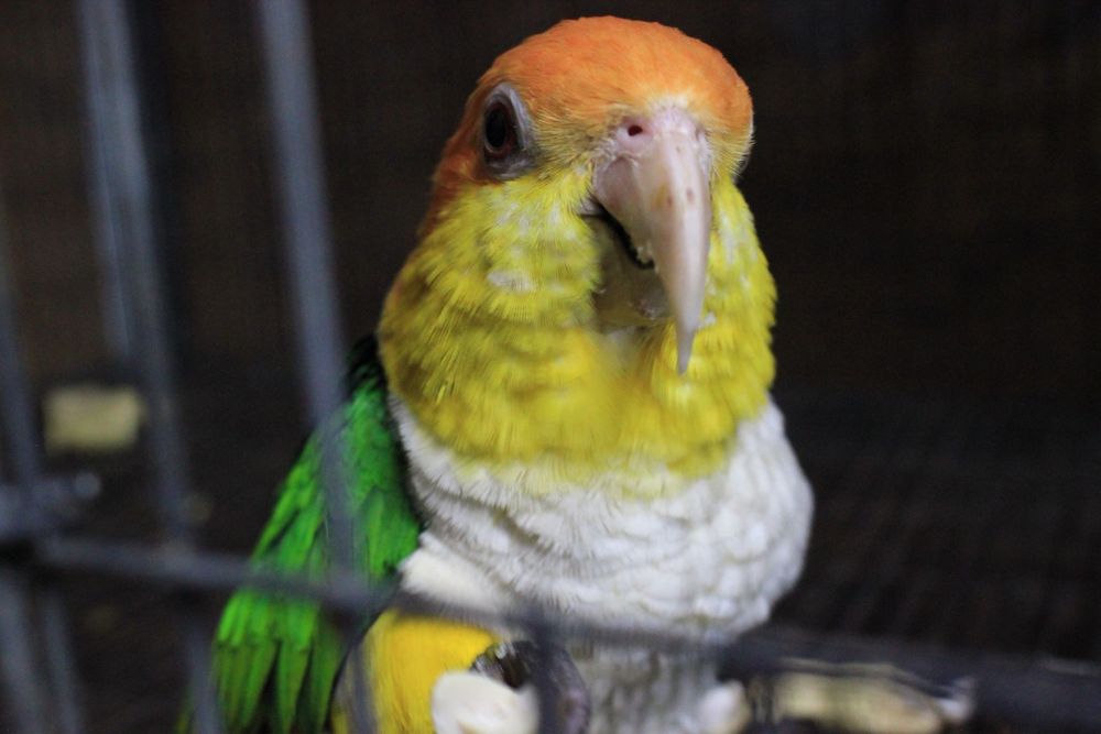 Casal Marianinhas Cabeça Canela