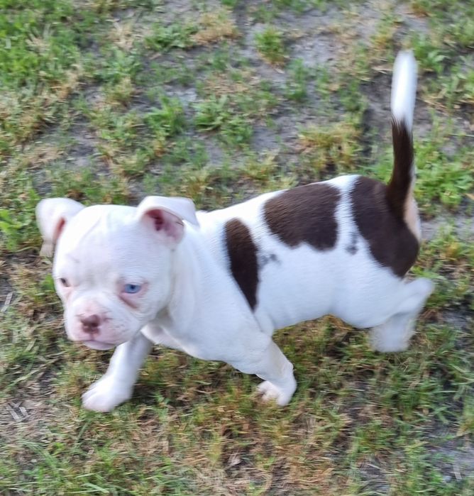 Śliczny American Bully