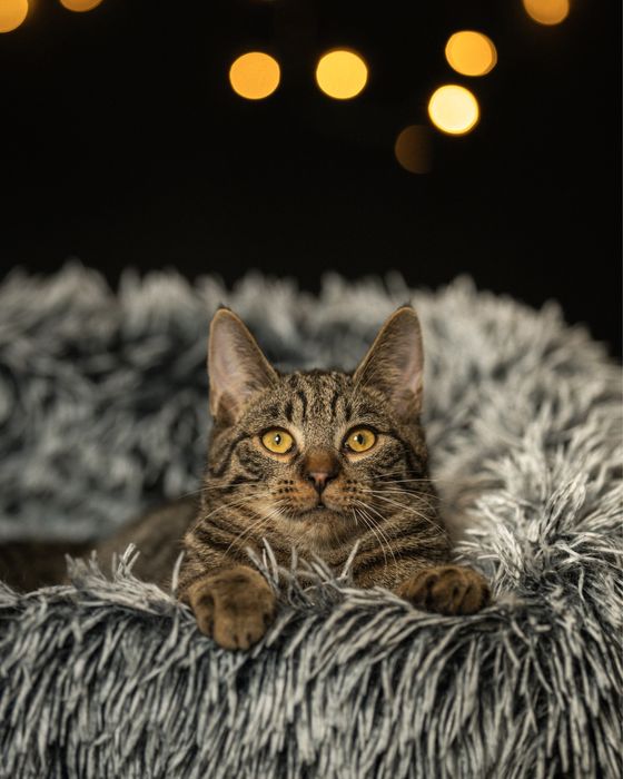 Mlode kotki szukaja domkow