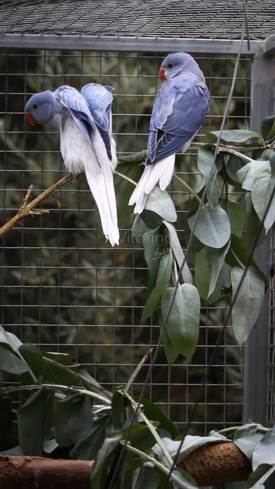 Ringnecks Violetas, Opalinos, CC's (Cleartail),  2025-2026 Ring Neck
