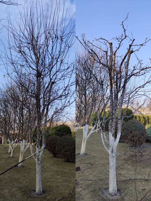Обрізка саду Обрезка сада Обрізка дерев Обрезка деревьев