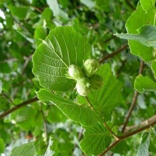 Продам саджанці ліщини