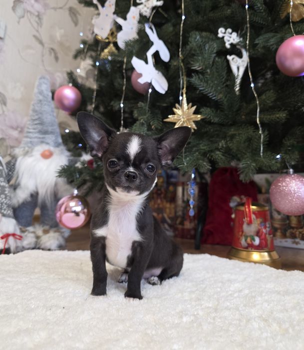 Неймовірні хлопчики. Міні чихуахуа