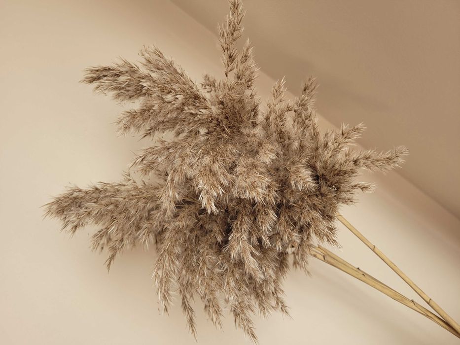 Trzcina suszona trawa ozdobna boho bukiet suszone kwiaty, kłosy