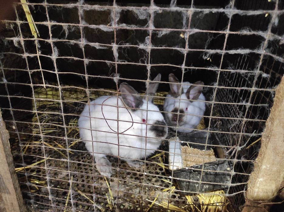 Кроли самцы самки