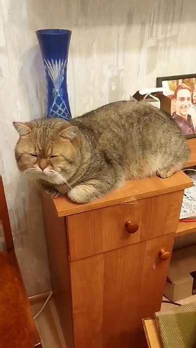 Загубився котик,  ВИНАГОРОДА