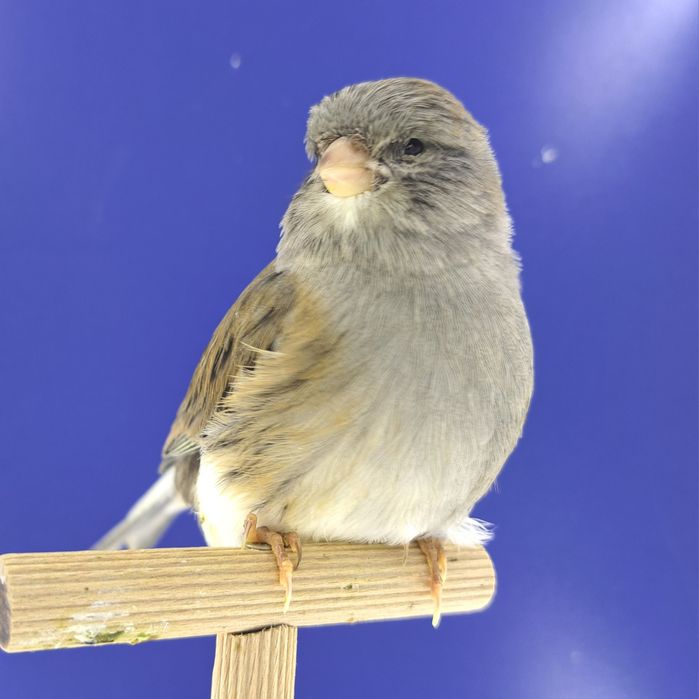 Kanarek, samczyk 22 - sprzedam, Wrocław